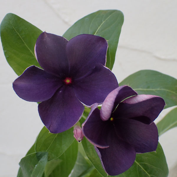 日々草：ブラックベリー3号ポット 2株セット