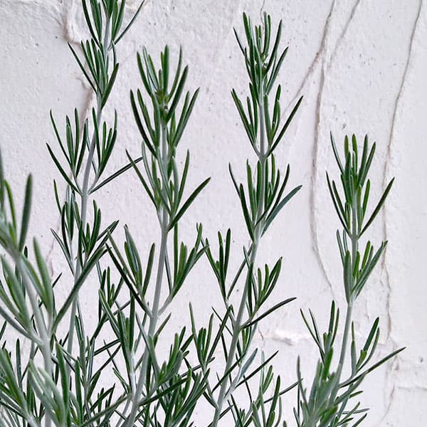 プロスタンテラ：シルバーリーフ（シルバーミントブッシュ）3号ポット