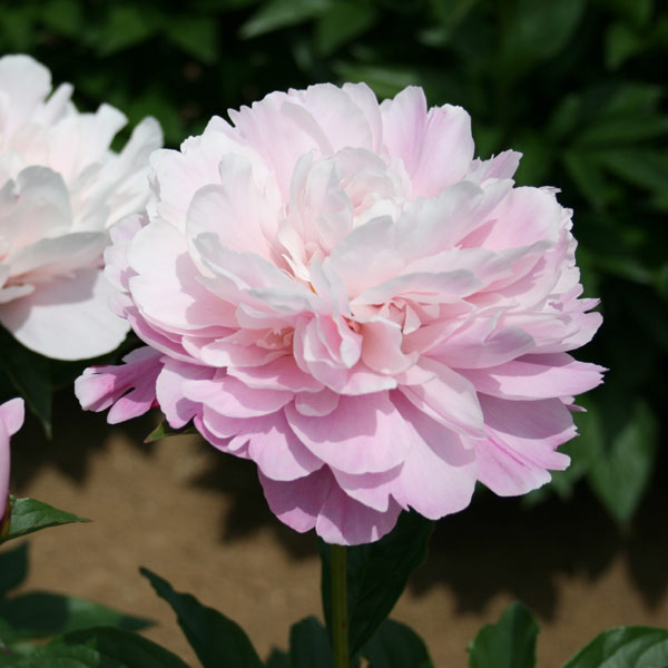 [26年2月中下旬予約]シャクヤク（芍薬）：酔月7号ポット