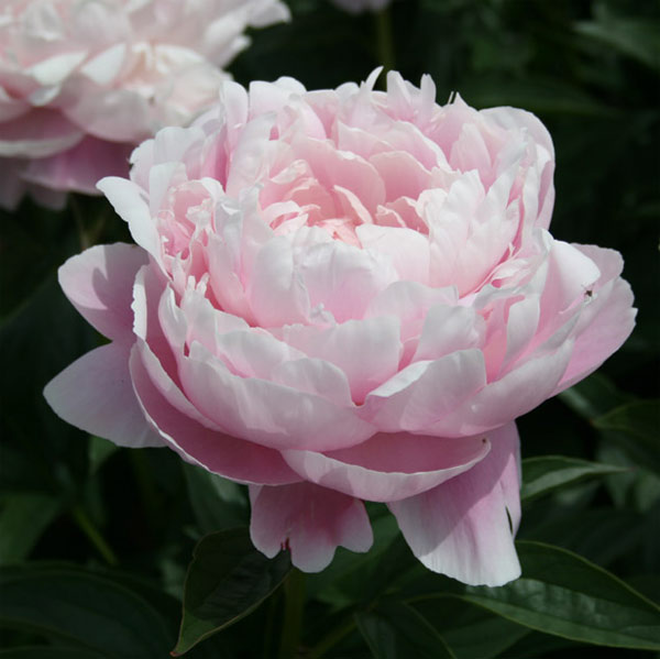 [26年2月中下旬予約]シャクヤク（芍薬）：ルーズベルト7号ポット