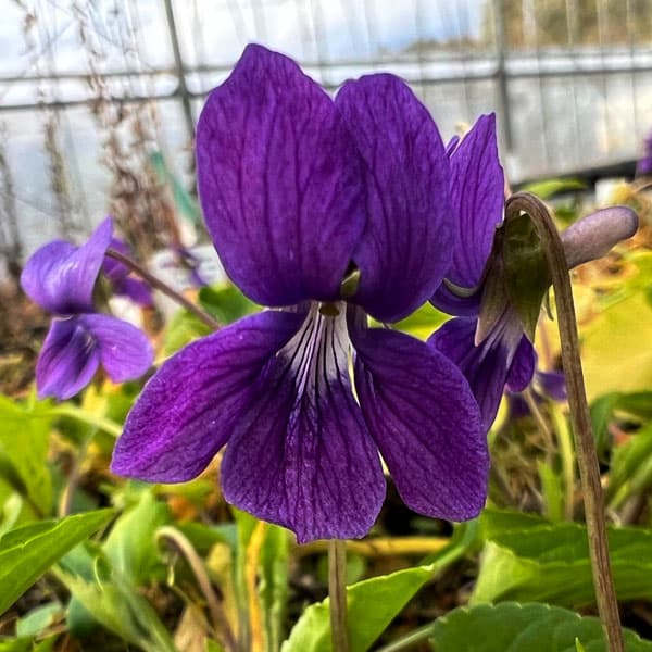 [26年1月中下旬予約]スミレ：リュウキュウコスミレ2.5号ポット