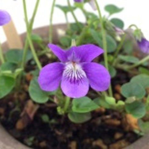 [26年1月中下旬予約]スミレ：レイチェンバッキアナ2.5号ポット