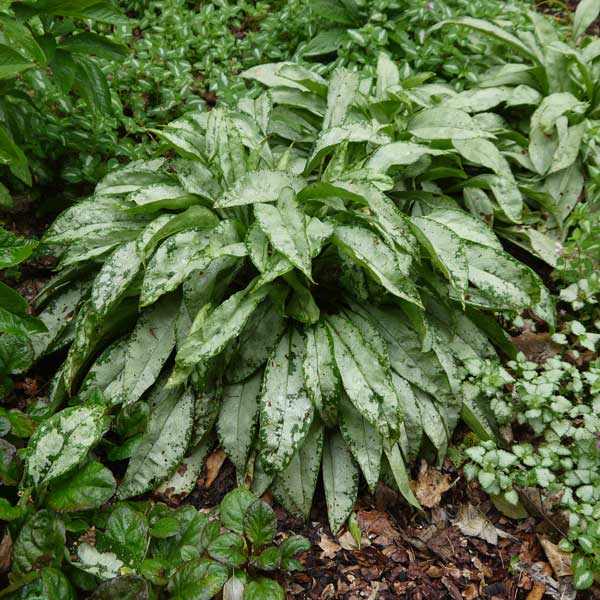 園芸ネット本店｜プルモナリア：シルベラード3.5号ポット の通販【公式】