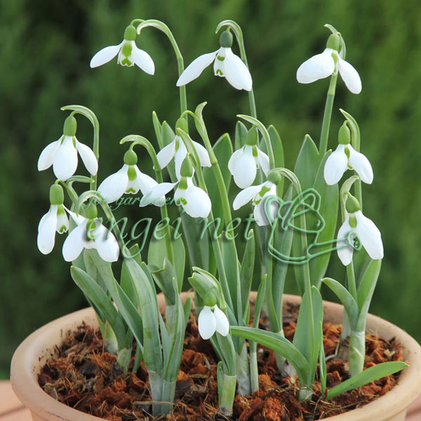 スノードロップ（一重咲）：ガランサス・エルウィシー4球入り 2袋セット