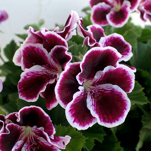 [26年3月中下旬予約]ペラルゴニウム：アリスト　ブラックビューティー5号ポット