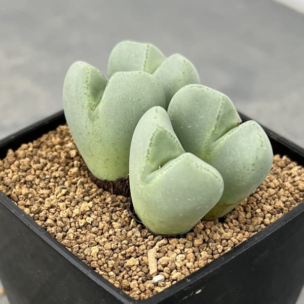 コノフィツム:藤波の花3号鉢植え