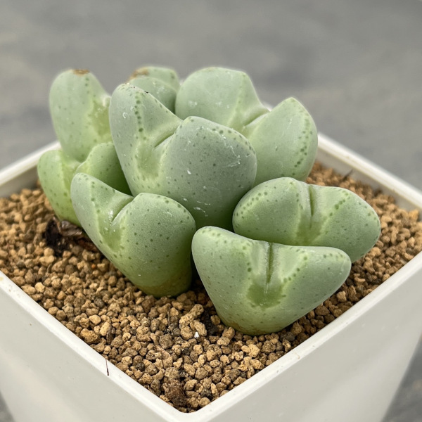 コノフィツム：桃園3号鉢植え
