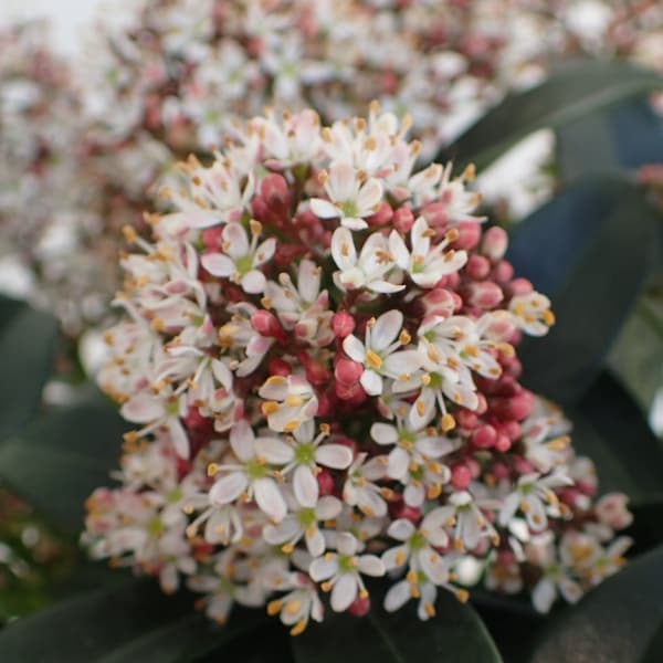 園芸ネット本店｜スキミア：マルロー4号ポット の通販【公式】