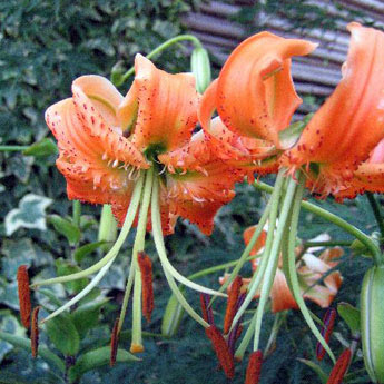 ユリ:黄かのこゆり 1球入り 2個セット