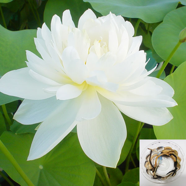 [26年2月中下旬予約]花はす：レンコン丸：白妙（シロタエ）