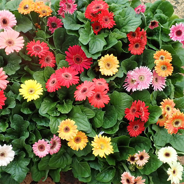 ミニガーベラ花色ミックス3号ポット 4株セット