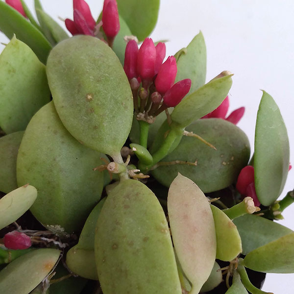 ディスキディア：カンガルーポケット2.5号ポット貯水嚢無し・花付き