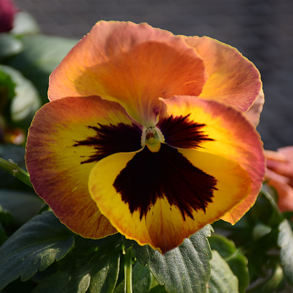 直径12cmの超大輪パンジー：ボニータサングリアパンチ3.5号ポット 2株セット