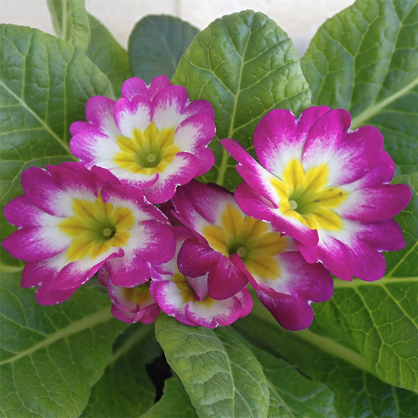 プリムラ・ジュリアン：キャンディローズバイカラー3号ポット