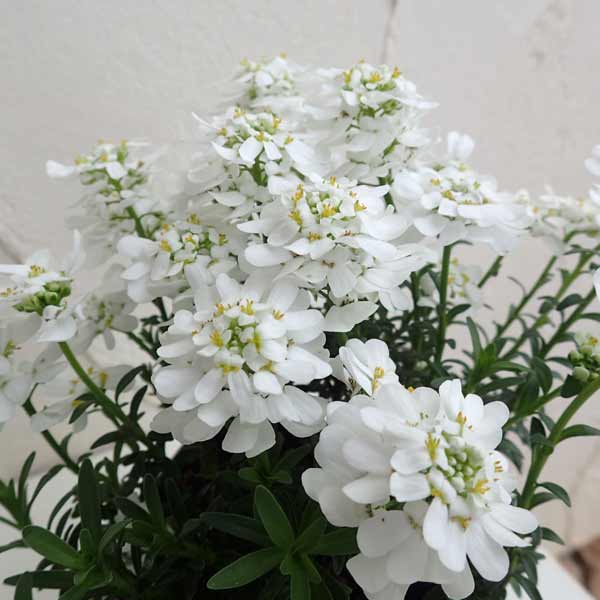 イベリス：ブライダルブーケ2.5号ロングポット 6株セット