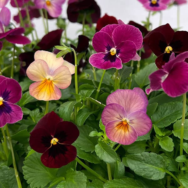 ビオラ　パンジー　3ポットセット 園芸ネット本店｜うえたコレクションパンジービオラ：ビンテージセット