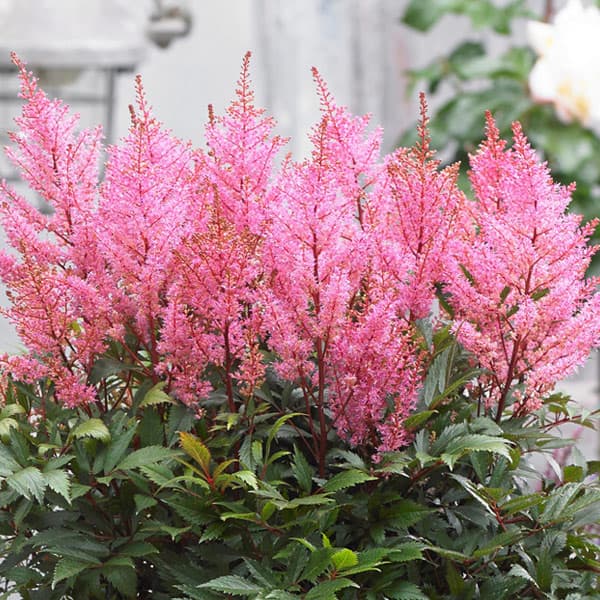 [26年4月下旬予約]アスチルベ：スマイルアットミー5号ポット