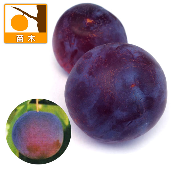 スモモ(プラム）2種受粉樹セット：貴陽（キヨウ）とハリウッド[互いに受粉し実付きがよくなる異品種セット]