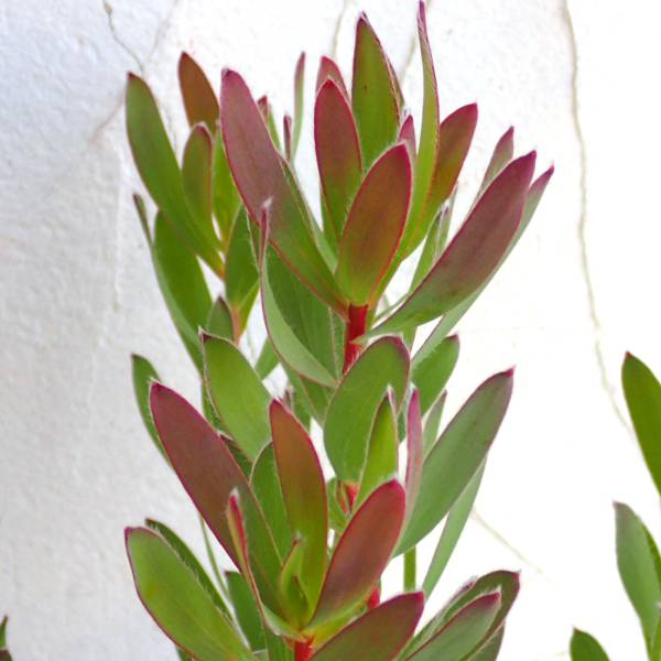 リューカデンドロン:セニョリータ5号鉢植え