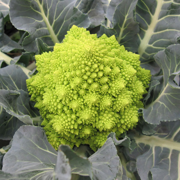 イタリア野菜:ロマネスコの苗3号ポット 4株セット