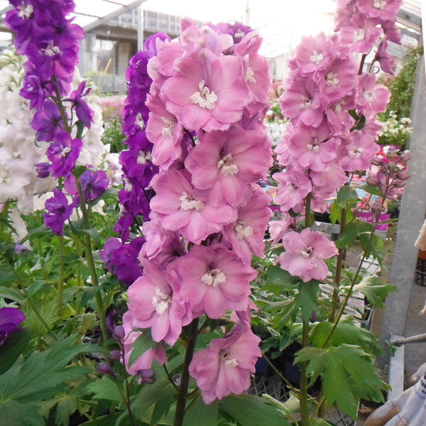 デルフィニウム：F1オーロラ モーヴ3.5号ポット