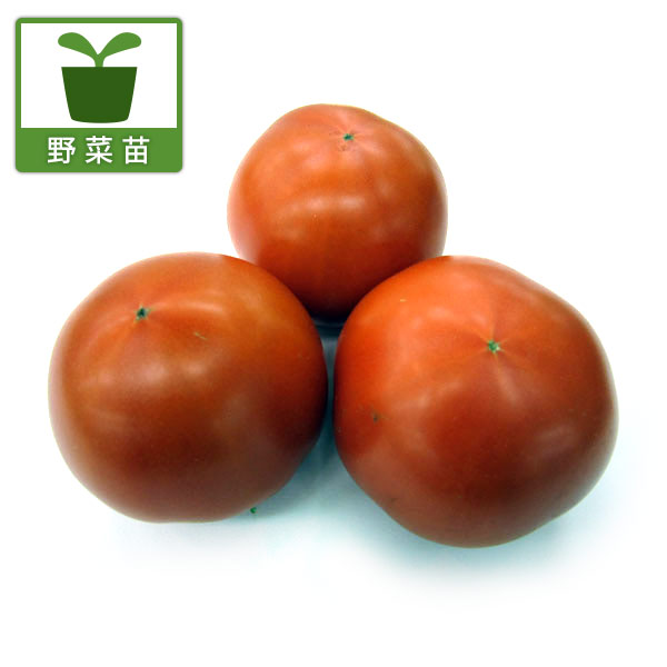 [26年4月上旬予約]トマト（大玉）：麗夏（れいか・王様トマト）自根苗3.5号ポット