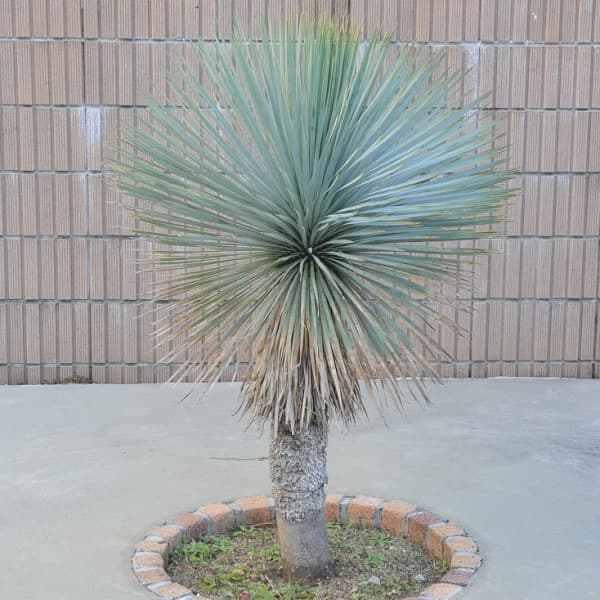 ユッカ：ロストラータ4号ポット