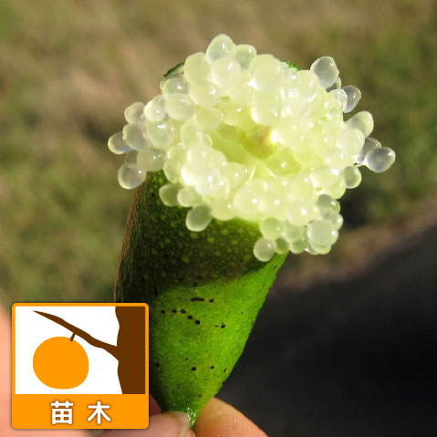 フィンガーライム（グリーン）4号ポット