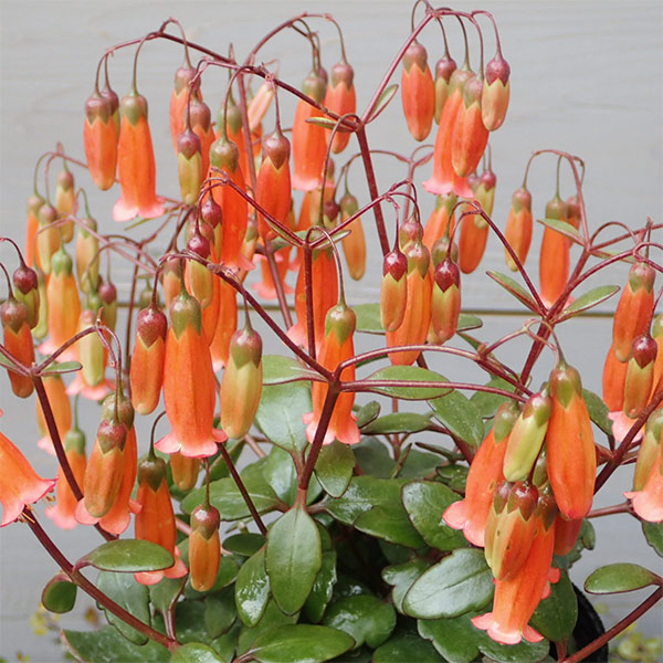 カランコエ・テッサ3.5号ポット