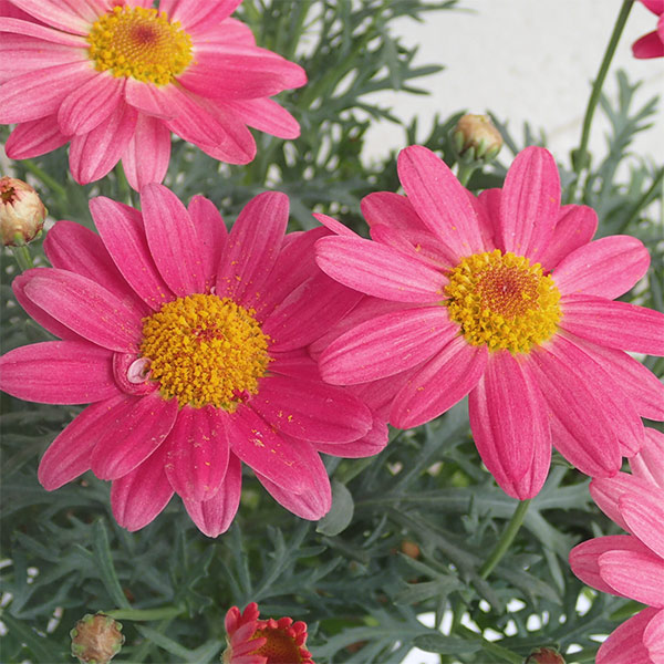 マーガレット：シンプリーコーラル3.5号ポット