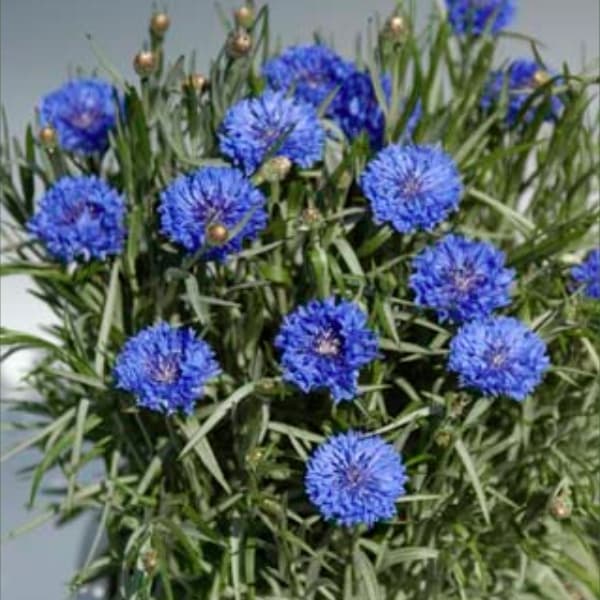 矢車草・中性ブルー3号ポット