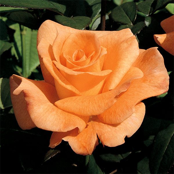 ハイブリッドティー：ケニギン ベアトリックス接木苗4号ロングポット