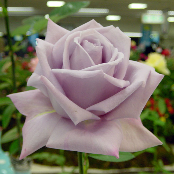 ハイブリッドティー：マダム ヴィオレ接木苗4号ロングポット(バラ)