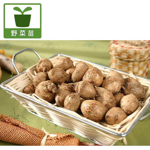 アピオス3号ポット苗