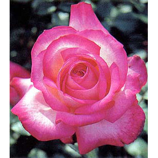 ハイブリッドティー：聖火（せいか）接木苗4号ロングポット(バラ)