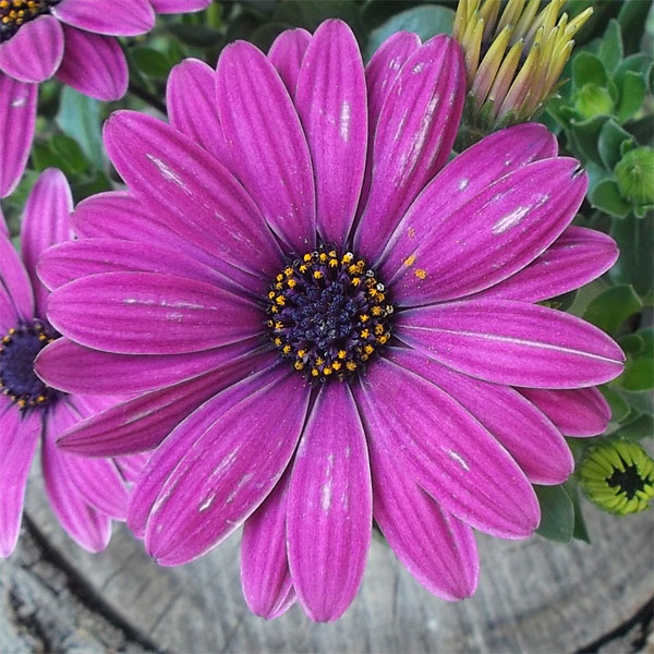 オステオスペルマム：セレニティ ダークパープル3.5号ポット