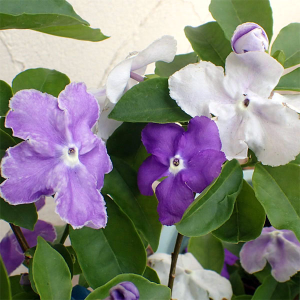 ぷしゅ❇️❣️ グリーンアメジストすずらん＆コーネルピン他 アメジストに巻き付く蛇の指輪🐍🟣