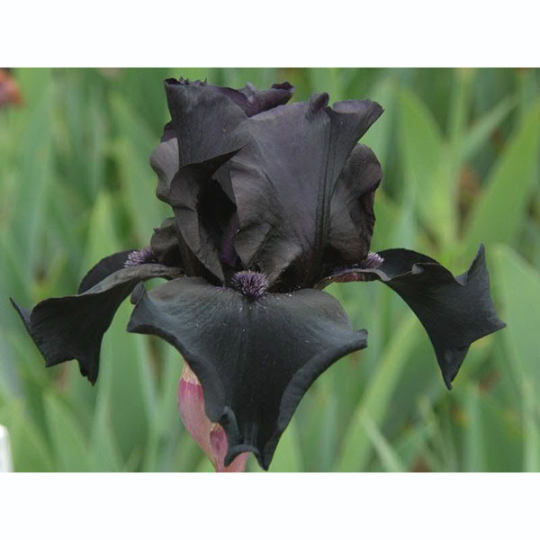 [26年1月中下旬予約]ジャーマンアイリス：ビフォアザストーム3.5号ポット