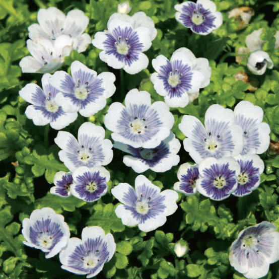 [送料無料]ネモフィラ：ブルーベリーアイズ3.5号ポット 24株セット