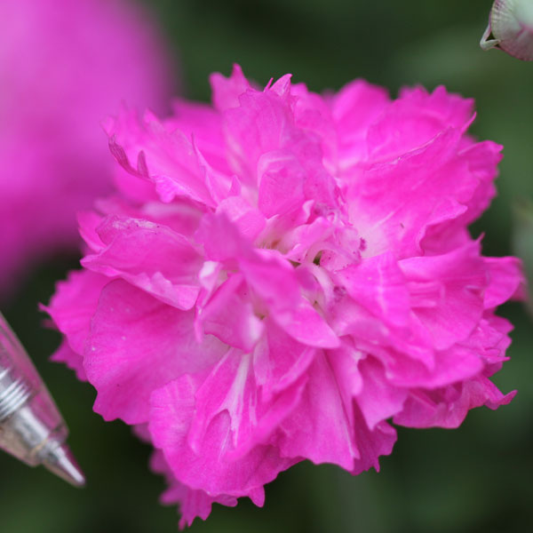 園芸ネット本店｜芳香四季咲き八重咲きなでしこ：エルサ3号ポット 12株