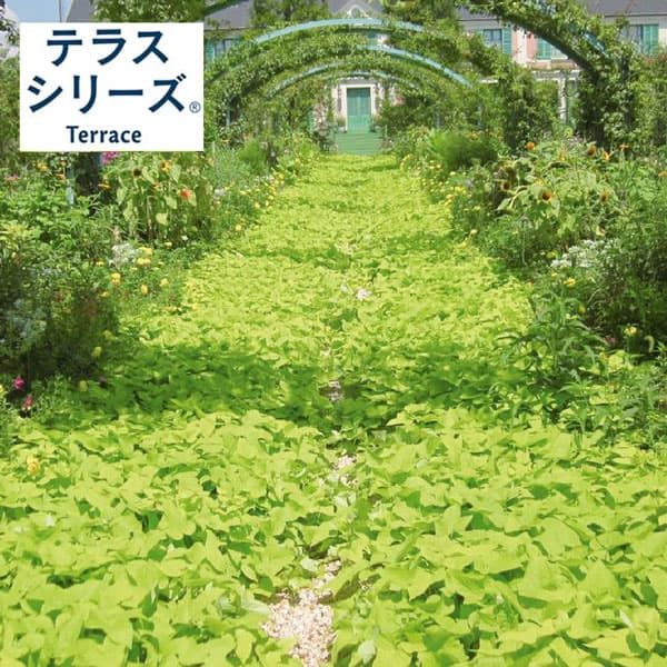 [送料無料][26年5月中下旬予約]イポメア：テラスライム3号ポット 24株セット(R)