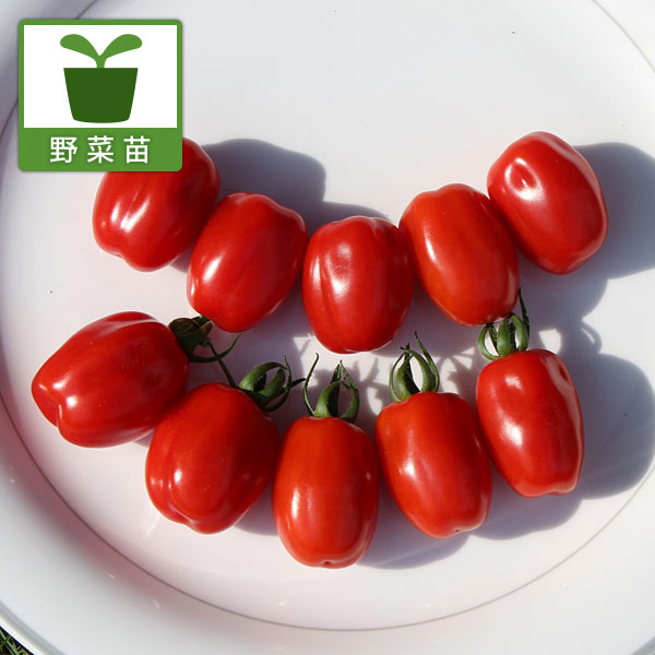 [送料無料][26年4月下旬予約]高糖度薄皮ミニトマト：コンフェット3号ポット 24株セット