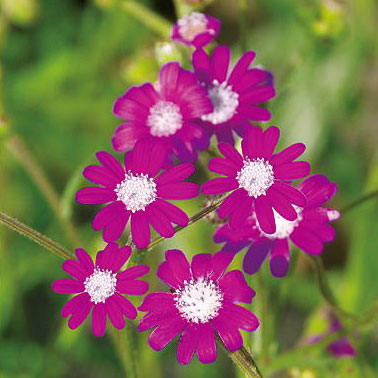 セネシオ:ポリオドン3.5号ポット 6株セット