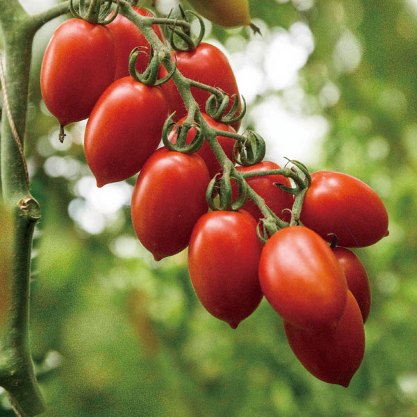 [26年4月下旬予約]イタリアントマト：ロッソアモーレ3号ポット 6株セット