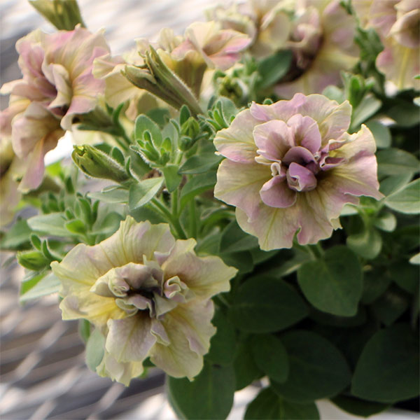 ペチュニア：ジュリエット　イエローベージュ3.5号ポット 6株セット