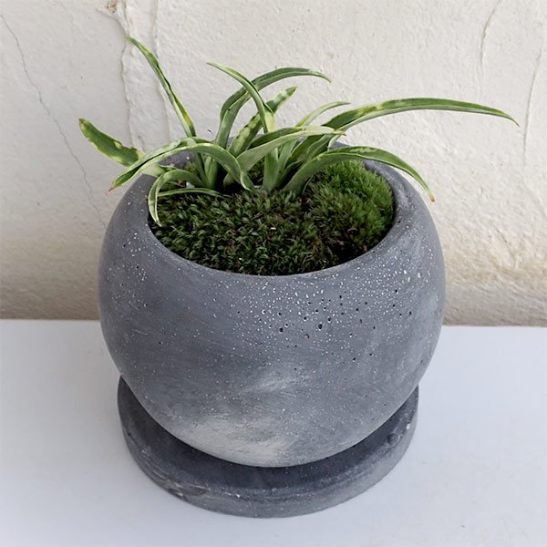 [ギフトに]オモト（万年青）：姫牡丹鉢植え／マルモボウル黒・皿付き