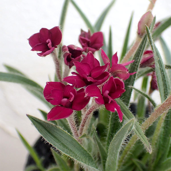 アッツザクラ（ロドヒポキシス）：ルビーの輝き３号ポット