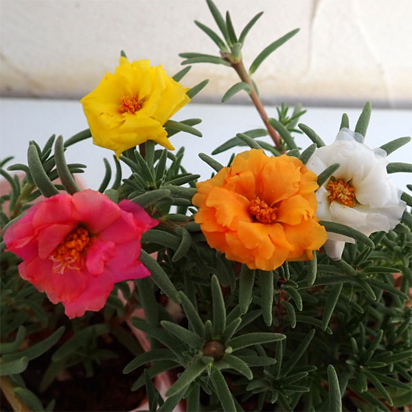 マツバボタン・ソーラーキッズ花色ミックス3号ポット 6株セット