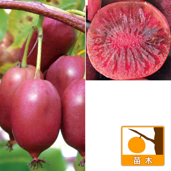 [26年5月中下旬予約]ベビーキウイ雌雄2株セット（パープルシャドーとバイエルン）