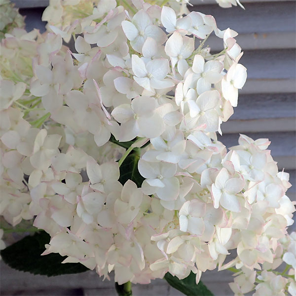 園芸ネット本店｜アジサイ（アメリカ）：ル・マニフィーク6号鉢植え の